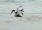 PVR2014 (16)  Diving pelican, Puerto Vallarta